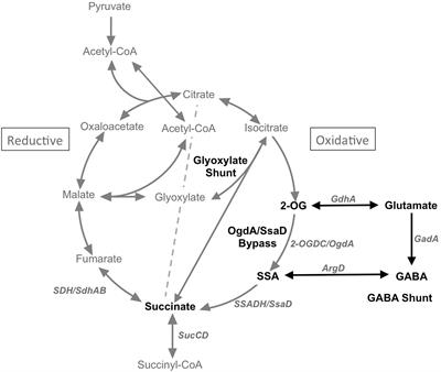 Frontiers | Natural and Synthetic Variants of the Tricarboxylic Acid ...