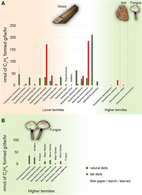 Frontiers | Potential for Nitrogen Fixation in the Fungus-Growing ...