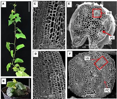 Frontiers The Cytochrome P450 Gene Cscyp85a1 Is A Putative Candidate For Super Compact 1 Scp 1 Plant Architecture Mutation In Cucumber Cucumis Sativus L Plant Science