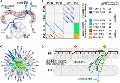 Frontiers Ring Attractor Dynamics Emerge From A Spiking Model Of The Entire Protocerebral Bridge Behavioral Neuroscience