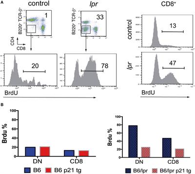 Frontiers | On How Fas Apoptosis-Independent Pathways Drive T Cell ...