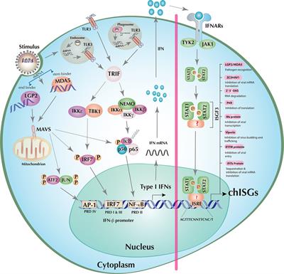 Frontiers | Avian Interferons and Their Antiviral Effectors