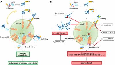 Frontiers | Role of Chaperone-Mediated Autophagy Dysfunctions in the ...