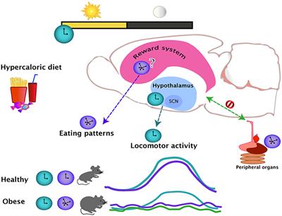 Frontiers | Diet-Induced Obesity and Circadian Disruption of Feeding ...