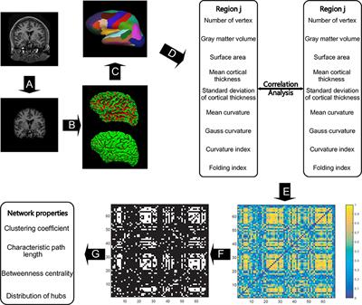 Frontiers  Morphometric and Functional Brain Connectivity