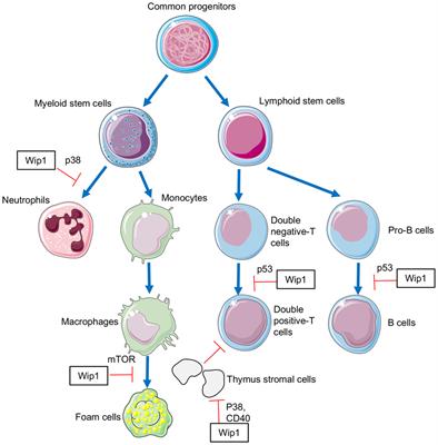 Frontiers | Phosphatase Wip1 in Immunity: An Overview and Update