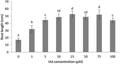 Frontiers The Role Of Auxin Ethylene Crosstalk In Orchestrating Primary Root Elongation In Sugar Beet Plant Science