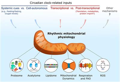 Frontiers The Circadian Nature Of Mitochondrial Biology - 