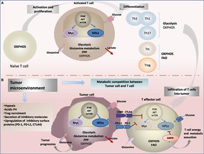 Frontiers | Impact of Metabolism on T-Cell Differentiation and Function ...