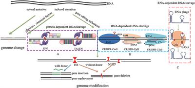 Frontiers | Progress in Genome Editing Technology and Its Application ...