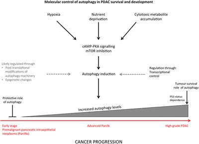 Frontiers | Molecular Pathways Controlling Autophagy in Pancreatic Cancer