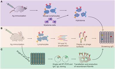 Frontiers | Advances in the Isolation of Specific Monoclonal Rabbit ...