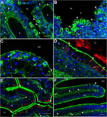 Frontiers - Specific and Efficient Uptake of Surfactant-Free Poly(Lactic Acid) Nanovaccine ...