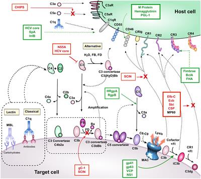 PDF) Streptococcus pyogenes evades adaptive immunity through