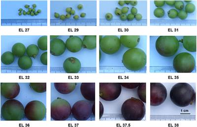 Frontiers  System-Level and Granger Network Analysis of Integrated  Proteomic and Metabolomic Dynamics Identifies Key Points of Grape Berry  Development at the Interface of Primary and Secondary Metabolism