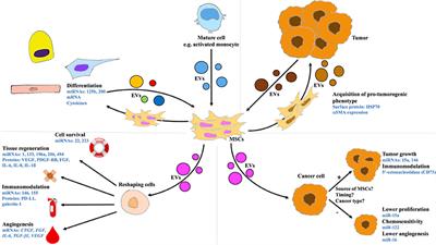 Frontiers | How Do Mesenchymal Stem Cells Influence or Are Influenced ...