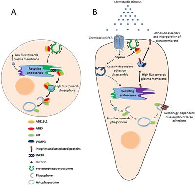 Frontiers | The Autophagy Machinery: A New Player in Chemotactic Cell ...