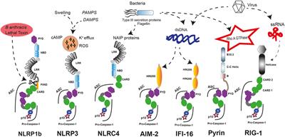 Frontiers | The NLRP3 and Pyrin Inflammasomes: Implications in the ...