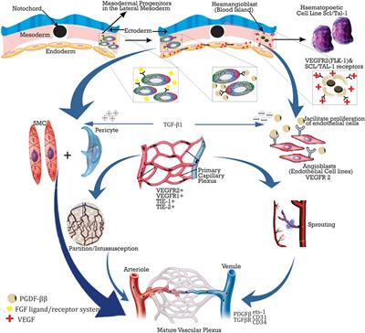 Frontiers | New Delivery Systems of Stem Cells for Vascular ...