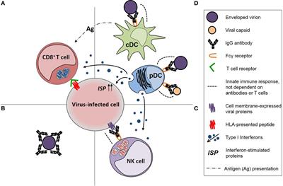 Frontiers Antiviral Functions Of Human Immunodeficiency Virus Type 1 Hiv 1 Specific Igg Antibodies Effects Of Antiretroviral Therapy And Implications For Therapeutic Hiv 1 Vaccine Design Immunology