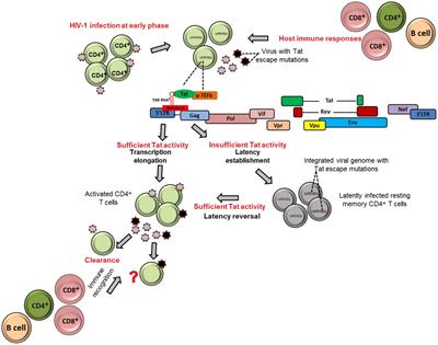 Frontiers | HIV-1 Tat and Viral Latency: What We Can Learn from ...