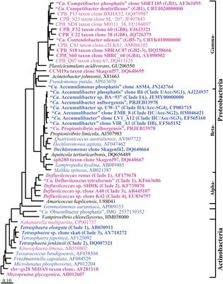 Frontiers | A Critical Assessment of the Microorganisms Proposed to be ...