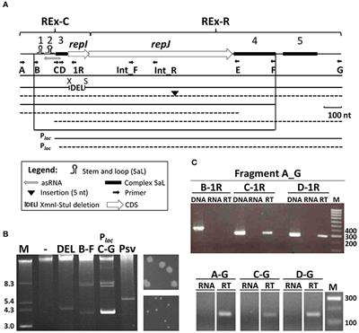 Frontiers Plasmid Replicons From Pseudomonas Are Natural Chimeras Of Functional Exchangeable Modules Microbiology