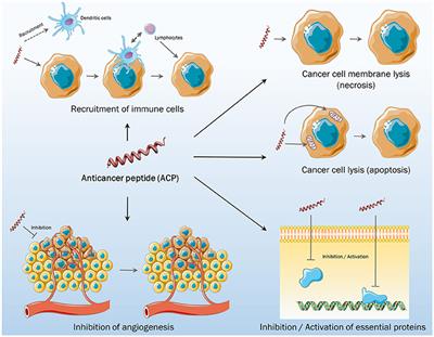 Frontiers | Peptides with Dual Antimicrobial and Anticancer Activities