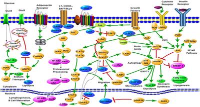 Frontiers | Network Pharmacology Studies on the Bioactive Compounds and ...