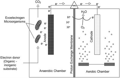 Frontiers An Overview Of Electron Acceptors In Microbial Fuel Cells Microbiology