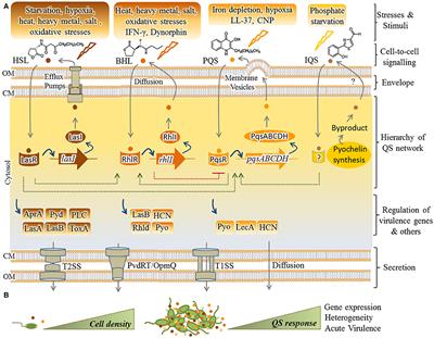 Frontiers Pseudomonas Aeruginosa Lifestyle A Paradigm For Adaptation Survival And Persistence Cellular And Infection Microbiology