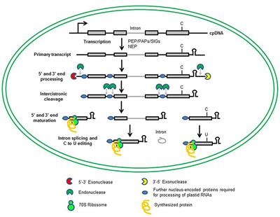 Frontiers | Organellar Gene Expression and Acclimation of Plants to ...