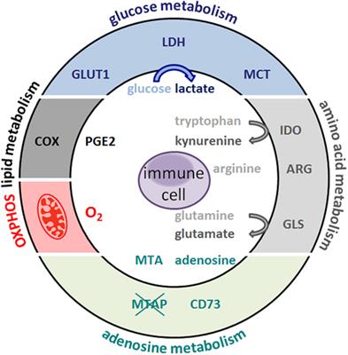 Frontiers | Metabolic Hallmarks of Tumor and Immune Cells in the Tumor ...