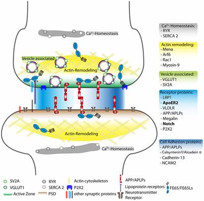 Frontiers | APP Protein Family Signaling at the Synapse: Insights from ...