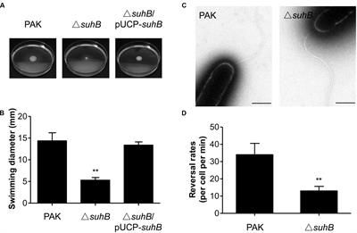 Suhb Regulates The Motile Sessile Switch In Pseudomonas Aeruginosa Through The Gac Rsm Pathway And C Di Gmp Signaling Microbiology Frontiers