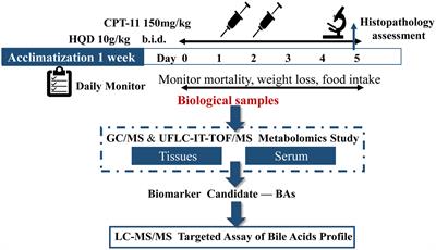 Frontiers Huangqin Decoction Attenuates Cpt 11 Induced - 