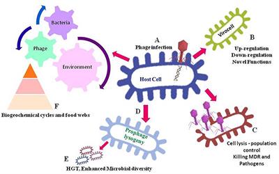 Frontiers | Intriguing Interaction of Bacteriophage-Host Association ...