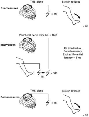 Frontiers | Paired Associative Stimulation Targeting the Tibialis ...