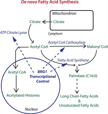 Frontiers | Mammalian SWI/SNF Enzymes and the Epigenetics of Tumor Cell ...