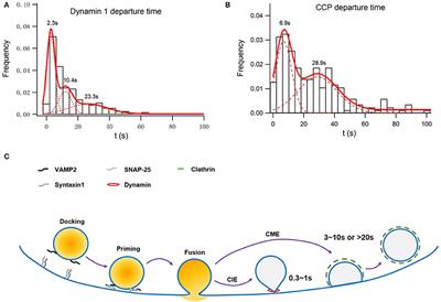 Frontiers Exocytosis Endocytosis And Their Coupling In Excitable Cells Molecular Neuroscience