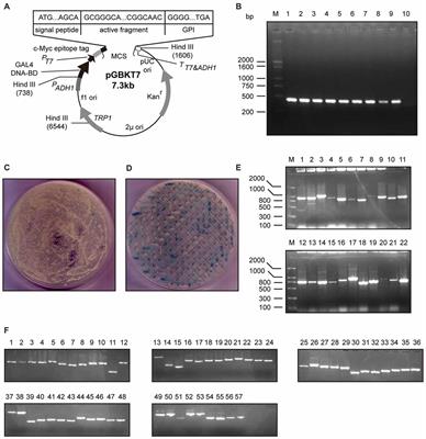 Frontiers Neuritin Inhibits Notch Signaling Through Interacted With Neuralized To Promote The Neurite Growth Molecular Neuroscience