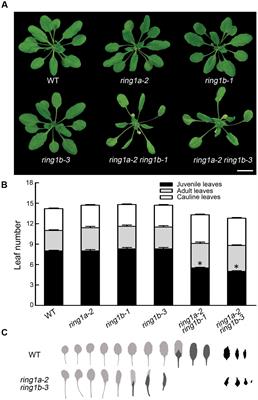 Frontiers | Polycomb Group Proteins RING1A and RING1B Regulate the ...