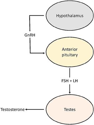 Frontiers | Mechanisms Associated with an Advance in the Timing of ...