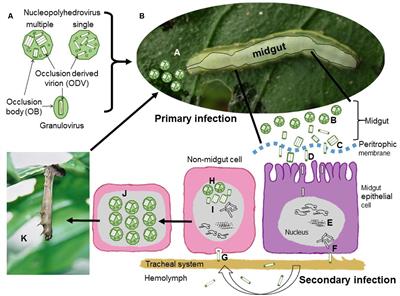 Frontiers | Covert Infection of Insects by Baculoviruses