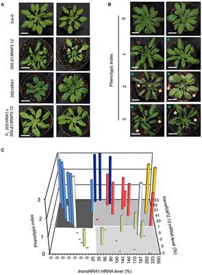 Frontiers | Functional Balancing of the Hypoxia Regulators RAP2.12 and ...