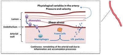 Frontiers | Understanding the Effect of Statins and Patient Adherence ...