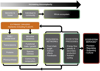 Frontiers Impacts Of Nitrogen And Phosphorus From Genomes To Natural Ecosystems And Agriculture Ecology And Evolution