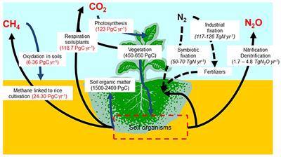 soil carbon sequestration