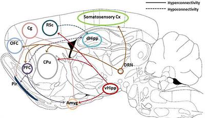 Frontiers | Recent Advances in Translational Magnetic Resonance Imaging ...