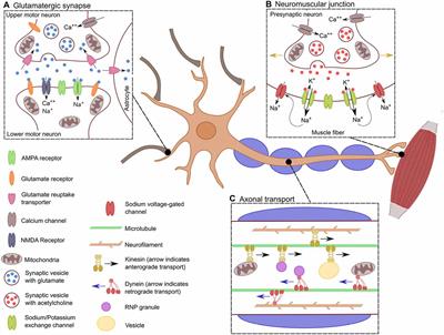 Frontiers | MotomiRs: miRNAs in Motor Neuron Function and Disease